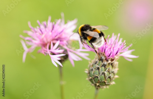 Bumble Bee on a flower close up © AnKudi