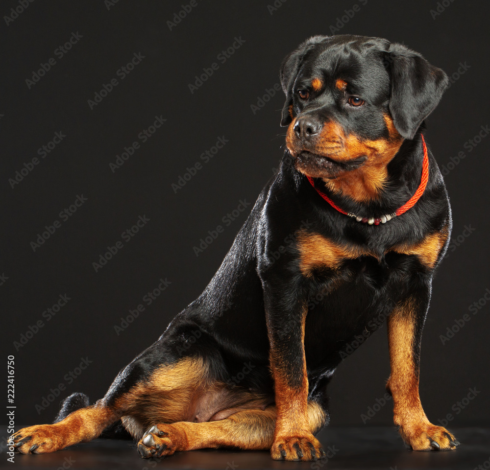Rottweiler Dog Isolated on Black Background in studio Rottweiler Dog Isolated on Black Background in studio