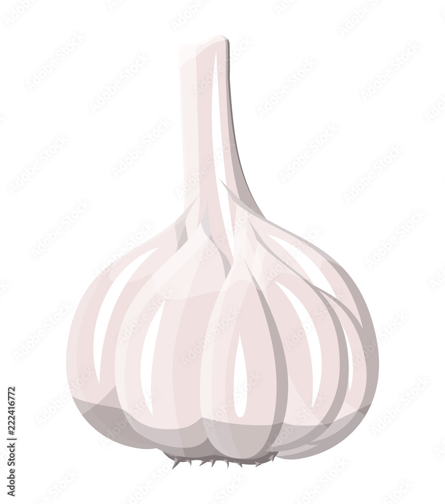 Garlic isolated on white. Garlic vegetable.