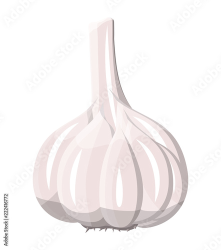Garlic isolated on white. Garlic vegetable.