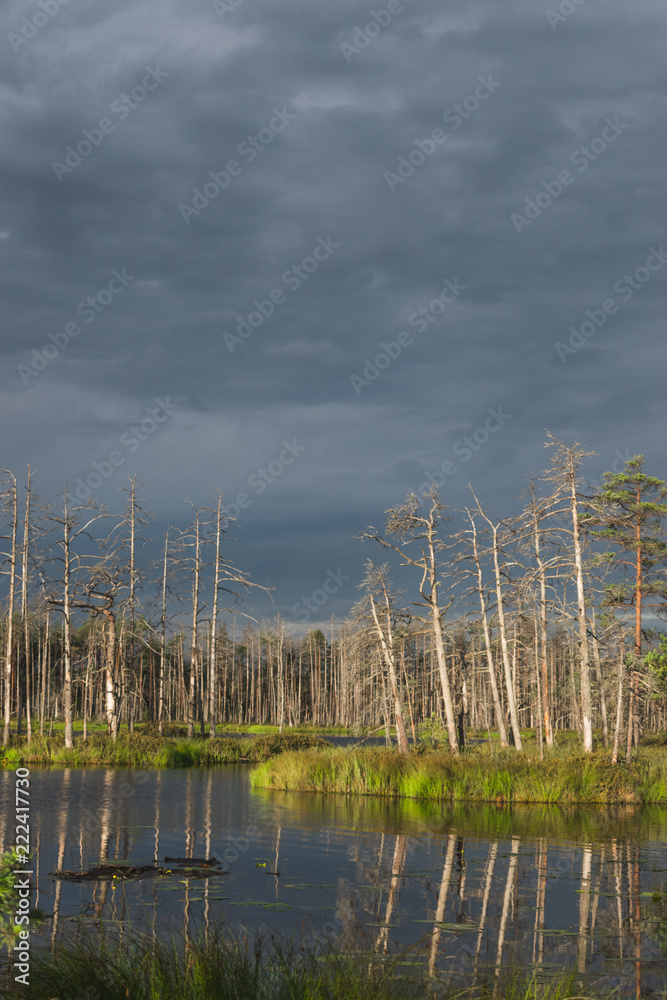 Beautiful summer swamp landscape with round shape pond with trees and sky reflection on water surface and little green pine tree in green grass around in a stormy weather. Beautiful summer swamp landscape with round shape pond with trees and sky reflection on water surface and little green pine tree in green grass around in a stormy weather.