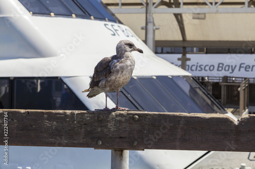 Gull at the San Francisco Bay Ferry port photo