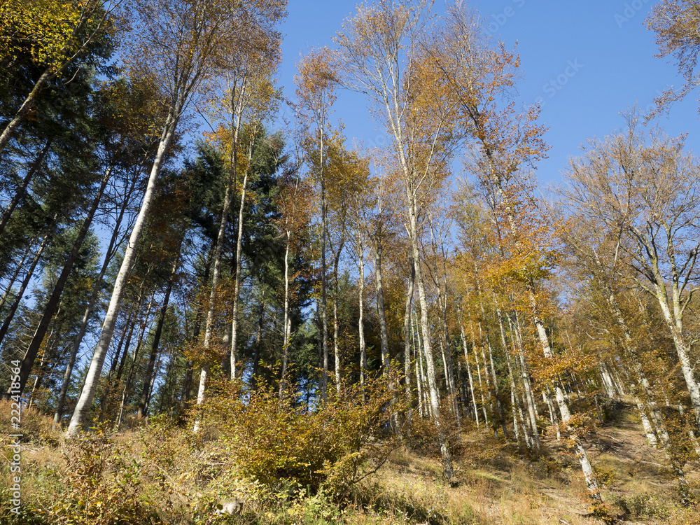 Fagus sylvatica. Futaies cathédrales de Hêtres communs de Forêt-Noire en Allemagne au couleurs d'automne Fagus sylvatica. Futaies cathédrales de Hêtres communs de Forêt-Noire en Allemagne au couleurs d'automne