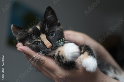 mały kot na dłoni człowieka