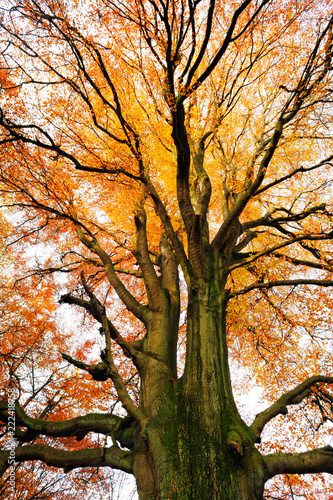 Mighty beech tree with autumn foliage from below