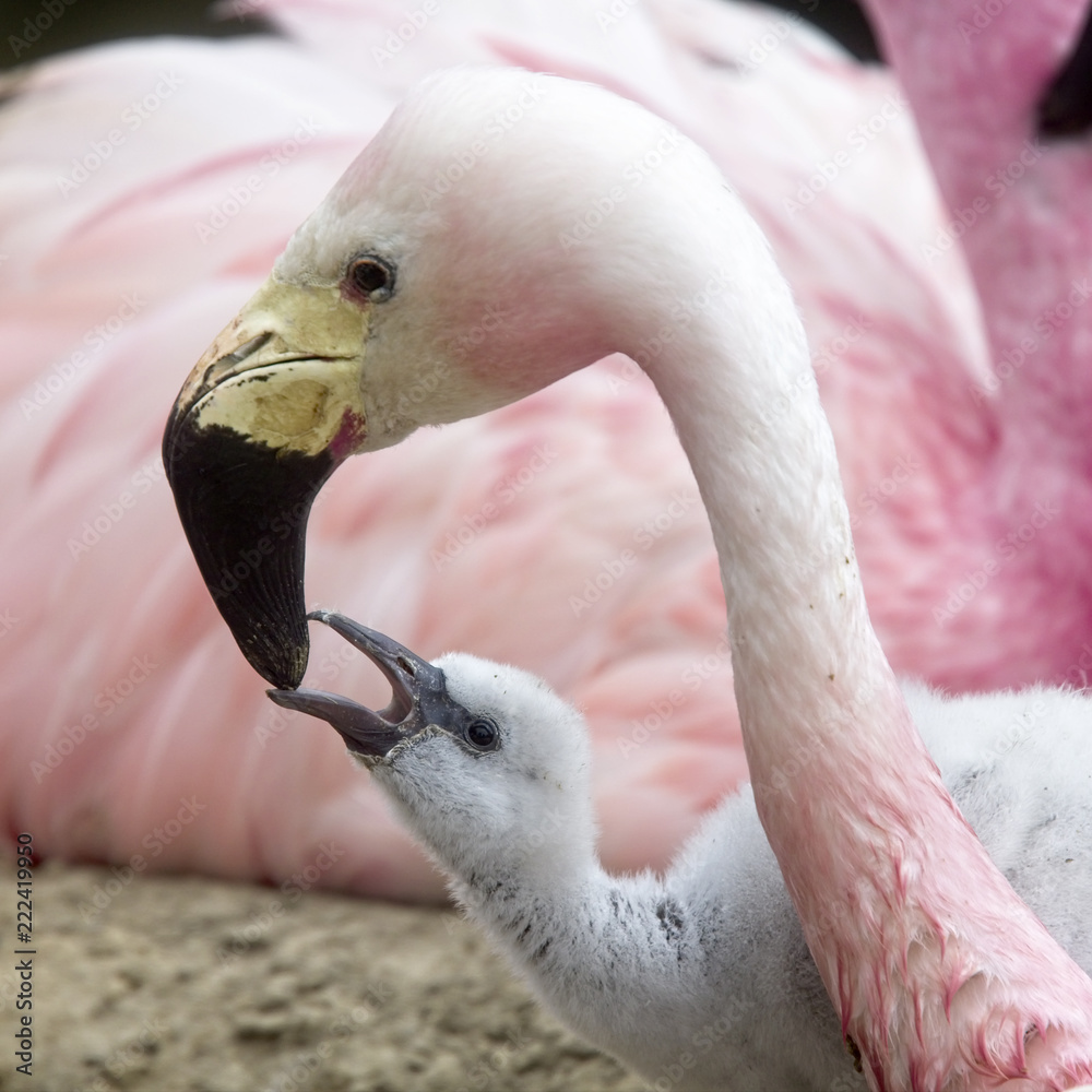 Obraz premium Rodzic karmiący pisklę, trzymane w niewoli flamingi andyjskie, Slimbridge WWT Centre, Gloucestershire, Anglia, Wielka Brytania.
