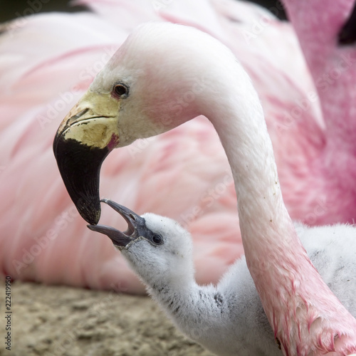 A parent feeding a chick, captive Andean Flamingos, Slimbridge WWT Centre, Gloucestershire, England, UK.