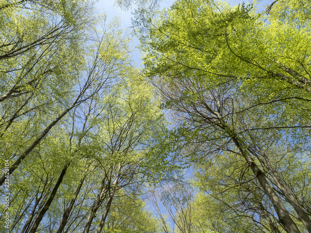Fagus sylvatica. Futaies cathédrales de Hêtres communs de Forêt-Noire en Allemagne Fagus sylvatica. Futaies cathédrales de Hêtres communs de Forêt-Noire en Allemagne