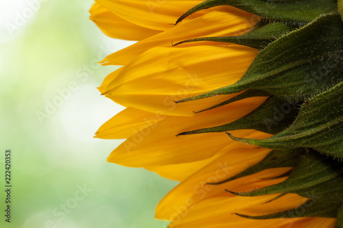 Fototapeta Naklejka Na Ścianę i Meble -  Natural sunflower background.