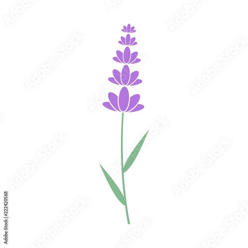 Lavender flower icon  Logo design