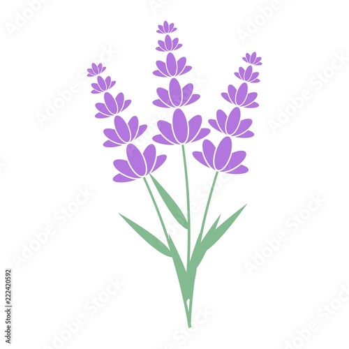 Fototapeta Naklejka Na Ścianę i Meble -  Lavender flower icon, Logo design