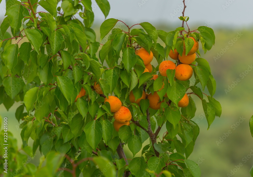 Ripe apricots. A large type of fruit. Fruit gardens. Harvest in the south of Russia.