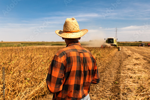 Rear view of senior farmer in soybean field supervises the harvest.