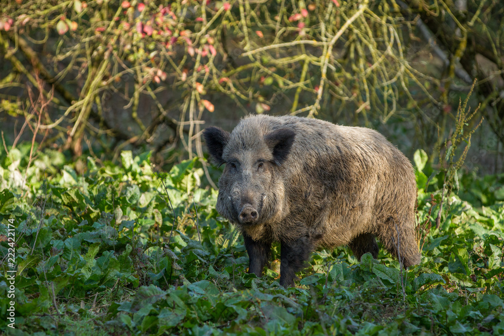 Grosser Keiler (Wildschwein) Grosser Keiler (Wildschwein)