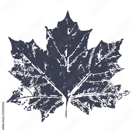 Vector maple Leaf print. Inkprinted leaves of the trees on paper. Traced vector image.
