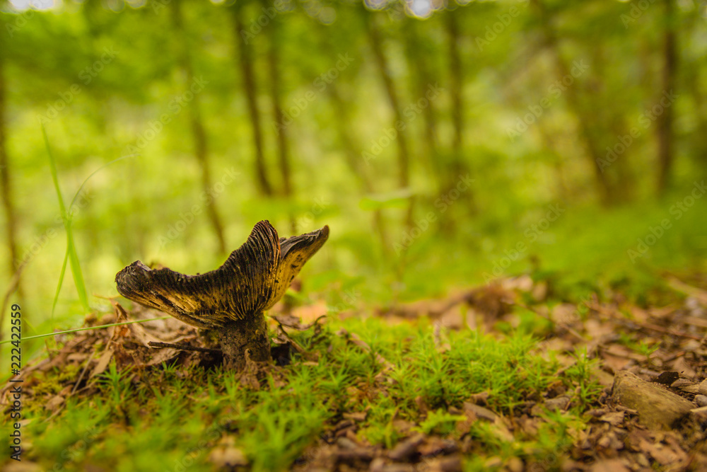 Grey mushroom in a forest in Asturias Grey mushroom in a forest in Asturias