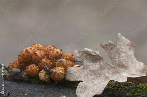 Pholiota aurivella mushroom photo