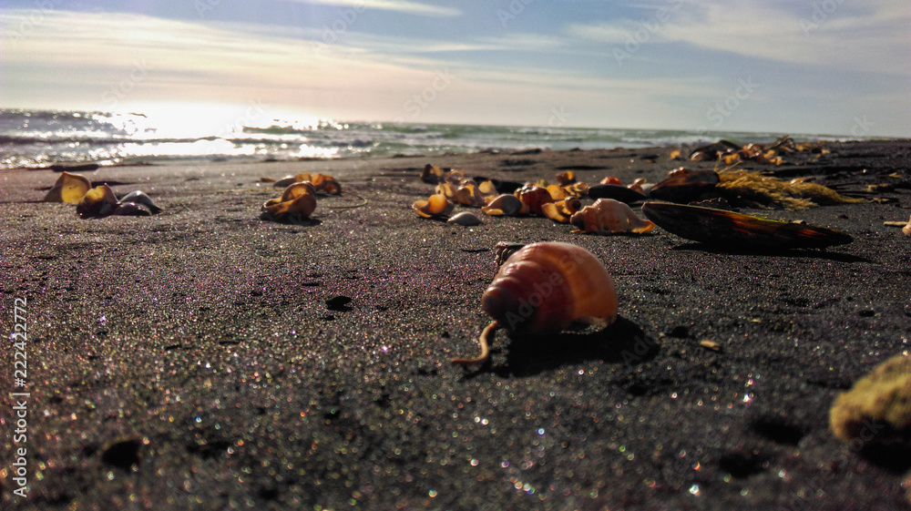 Obraz premium coastline black sand shell new zealand happy feet