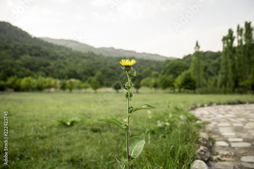 field of blooming yellow flowers on a background sunset