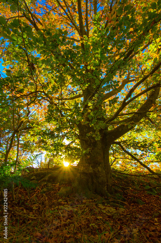 Wunderschöner bunter goldener Herbst