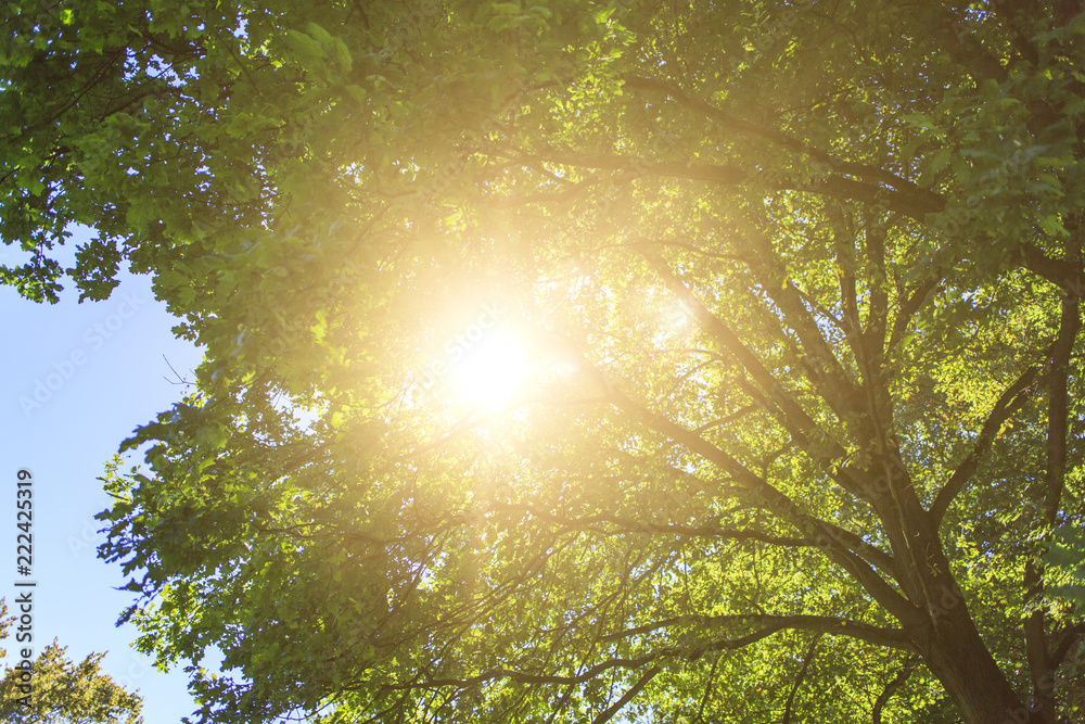 Fototapeta premium Sonnenstrahlen im Park