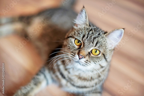 Beautiful tabby looks at camera, close-up. Compassionate look