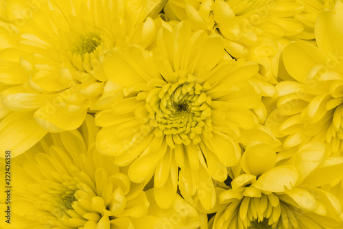 Close-up of yellow flowers