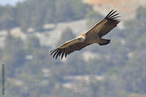 Griffon Vulture - Gyps fulvus, Crete © ASakoulis