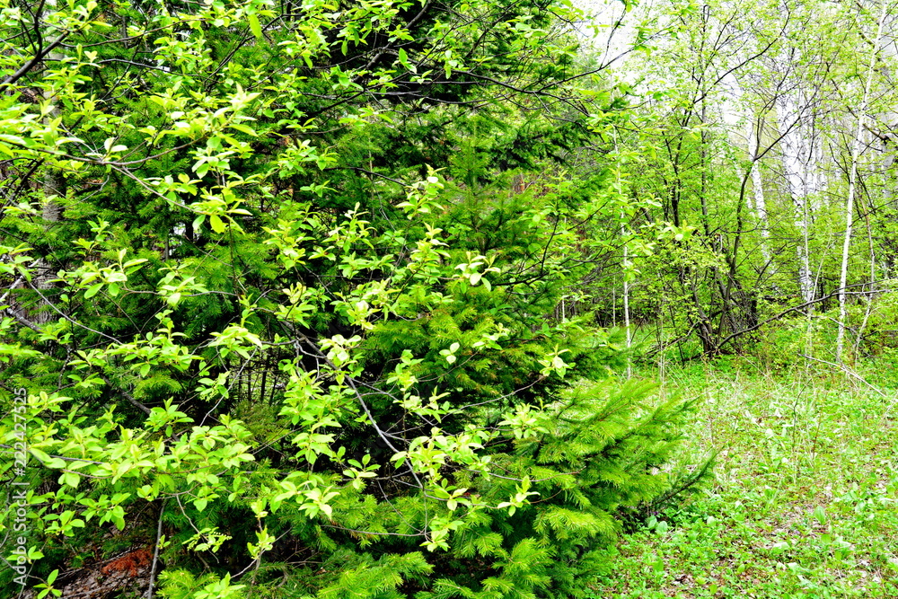 summer nature summer nature