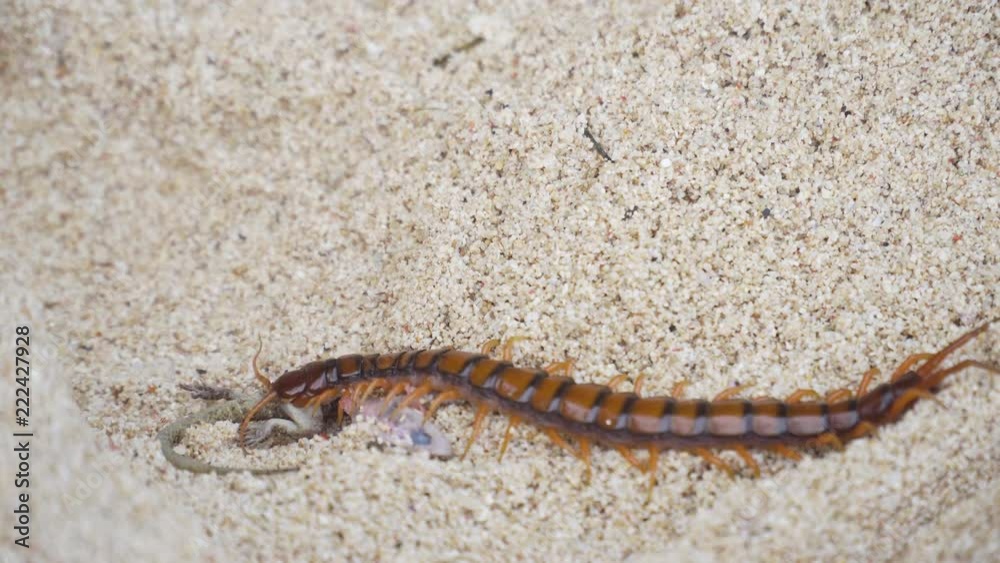 Giant skolopendra, centiped on a sandy beach eating a gecko. Giant red Centipede dangerous animal. Bali, Indonesia. Giant skolopendra, centiped on a sandy beach eating a gecko. Giant red Centipede dangerous animal. Bali, Indonesia.
