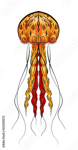 Colorful illustration of jellyfish. The object is separate from the background. Illustration for printing on T-shirts, covers, sketches of tattoos and your design.
