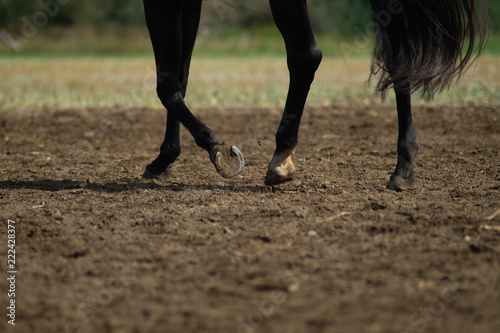 Pferd im Trab geritten © Nadja