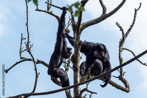 Siamang - Symphalangus syndactylus
