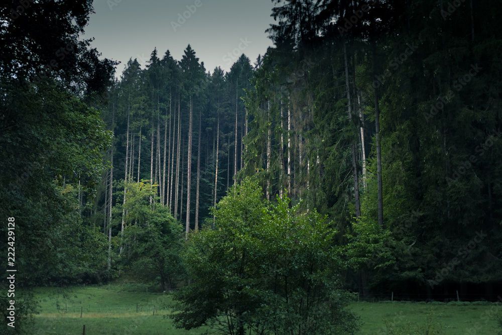 Wald im Siebenmühlental