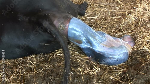 Cow gives birth to calf