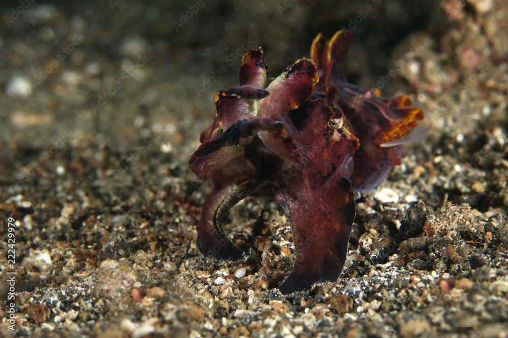 Flamboyant Cuttlefish (Metasepia pfefferi). Picture was taken in Lembeh Strait, Indonesia
