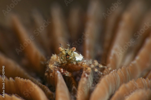 One of squat lobsters (Galathea sp.). Picture was taken in Lembeh strait, Indonesia photo