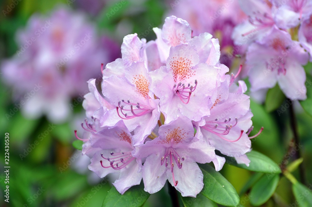 Rosa Rhrododendron im Garten Rosa Rhrododendron im Garten