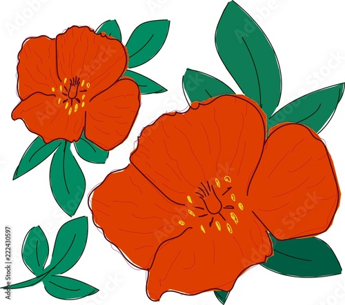 Fototapeta Naklejka Na Ścianę i Meble -  red poppies with green leaves 

on white background