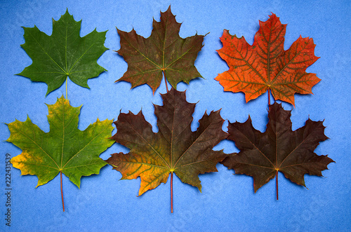 colored autumn maple leaves with color change  on blue background