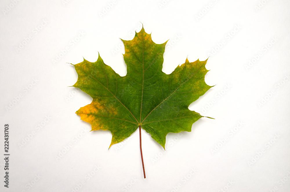 green maple leaf lies on white background, top view green maple leaf lies on white background, top view