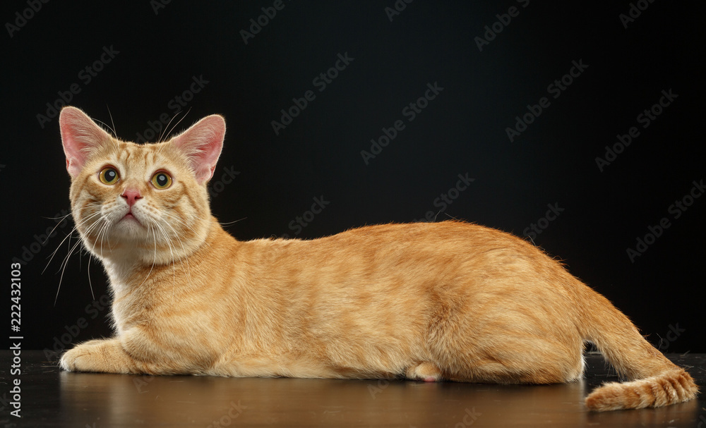 Munchkin cat isolated on Black Background in studio Munchkin cat isolated on Black Background in studio