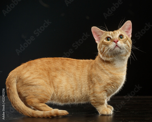 Munchkin cat isolated on Black Background in studio photo