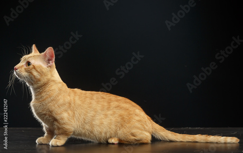 Foto Munchkin cat isolated on Black Background in studio