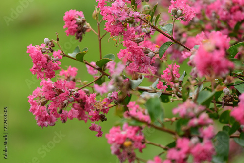 crape myrtle