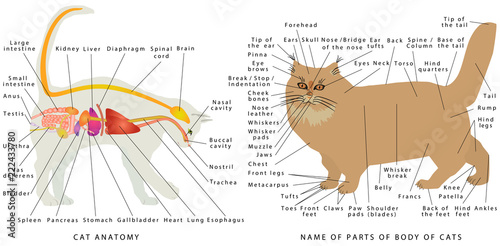 Cat's organ anatomy diagram. photo