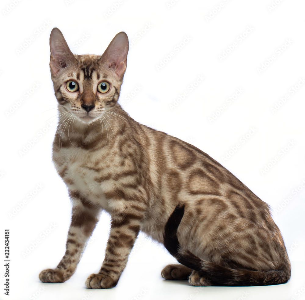 Bengal cat isolated on White Background in studio Bengal cat isolated on White Background in studio