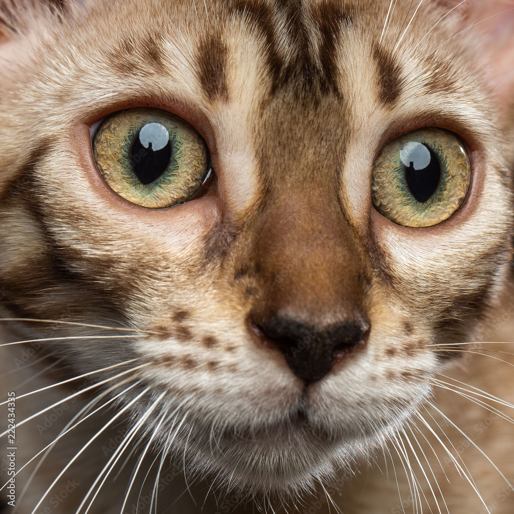 Bengal cat isolated on Black Background in studio Bengal cat isolated on Black Background in studio