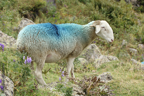 Mouton dans la montagne-2309 photo