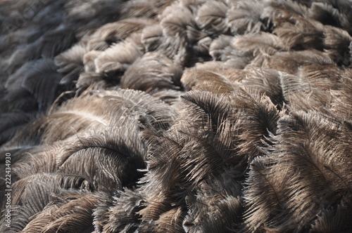 background of fur emu © Uliana